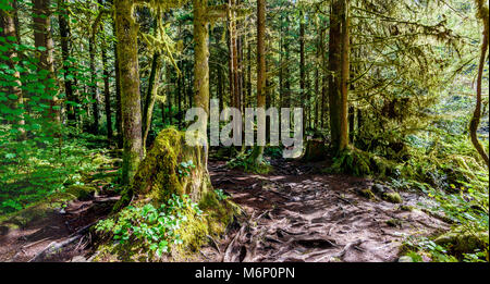 a hiking trail with tree roots, in a dense subtropical forest with trees and branches, covered with green moss in summer sun Stock Photo