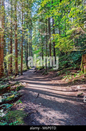 a hiking trail in a dense forest with tall trees and a stump covered with green moss on a summer sunny day Stock Photo