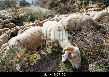 Goats and sheeps grazing by a cortijo Andalusian rural house in the Sierra Nevada mountains. Las Alpujarras, Granada province, Andalusia, Spain Stock Photo