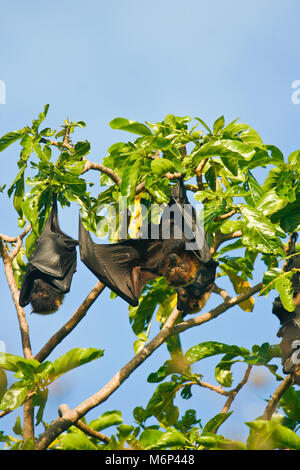 Large flying fox, Pteropus tonganus. Ha'apai islands. Tonga. Polynesia Stock Photo