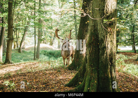 Deer with branched horns stands on a hill in an autumn forest among trees. Stock Photo