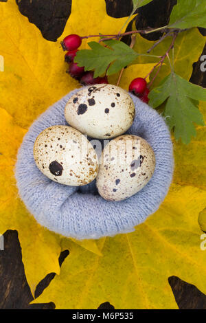 quail eggs in the nest of the yellow leaves at the wool nest Stock Photo