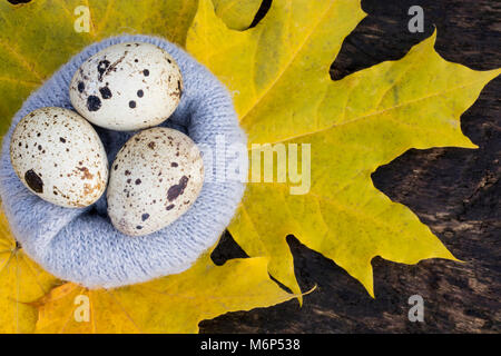 quail eggs in the nest of the yellow leaves at the wool nest Stock Photo