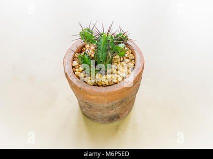 A small young Euphorbia heptagona cactus,  more commonly known as Spurge cactus in a smaill terracotta pot Stock Photo