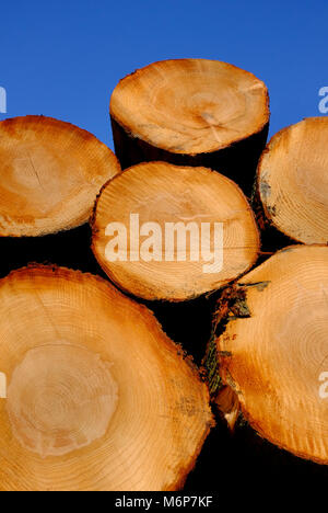 stack of felled tree trunks with blue sky background, norfolk, england Stock Photo