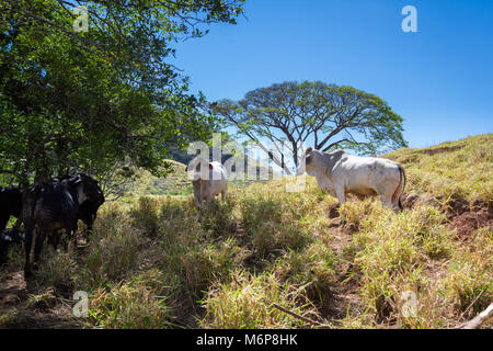 young bulls in a dry section of forest in Guanacaste Costa Rica Stock Photo