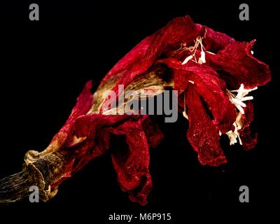 Dead Christmas Cactus Flower with Black Blackground that is Dried Up. Stock Photo