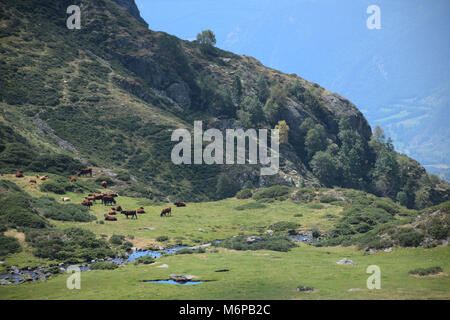 Cows in a field. Parc Natural de l'Alt Pirineu Stock Photo