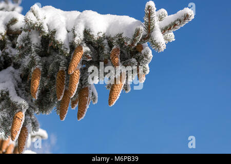 Spruce branches and cones covered with white snow against cloudless blue sky with copy space Stock Photo
