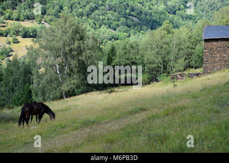 Horse in a field. Parc Natural de l'Alt Pirineu Stock Photo