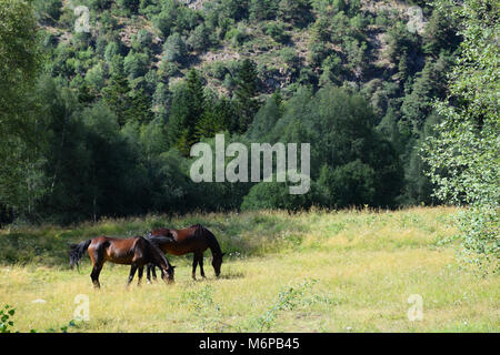 Horses in a field. Parc Natural de l'Alt Pirineu Stock Photo