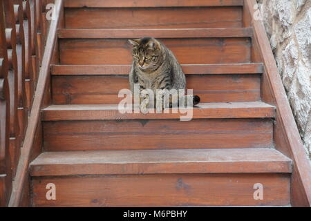 Lovely grey fat cat sitting on the wooden staircase and looking with curious eyes Stock Photo