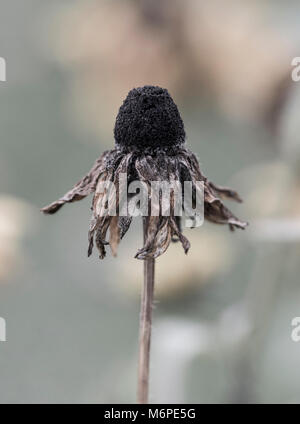 Closeup of withered coneflower / black-eyed-susan (rudbeckia) flower head Stock Photo