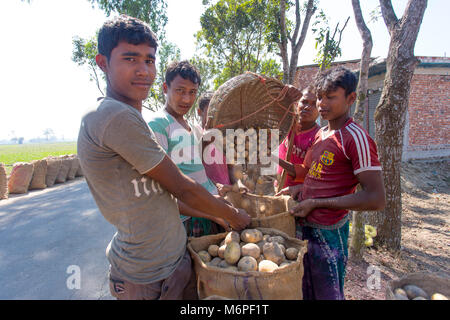 The potatoes are being filled with sacks at Bogra district, Bangladesh. Stock Photo