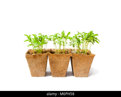 Young  fresh coriander stands in peat pots on a white background Stock Photo