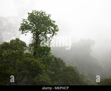 Bornean tropical lowland dipterocarp rainforest canopy in the mist, Danum Valley Conservation Area, Sabah, Malaysia, Borneo Stock Photo