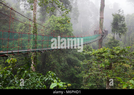 Aerial walkway through diverse tree canopy in tropical lowland rainforest, Sabah, Borneo, Malaysia Stock Photo