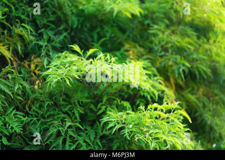 Green Polyscias leaves in the morning. Selective focus Stock Photo