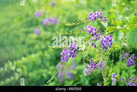 Bunch of purple flowers. Golden dew drop with green nature Stock Photo