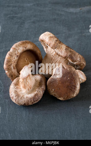 Shiitake mushrooms on a slate background. Stock Photo