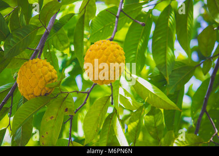 O biribazeiro é uma fruteira nativa das Antilhas, mas disseminada na Amazônia. Contendo alguns elementos nutricionais como: proteínas, carboidratos Stock Photo