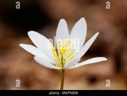 Bloodroot. Stock Photo