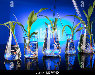 Plants in laboratory. Biotechnolgy concept. Blue background. Stock Photo