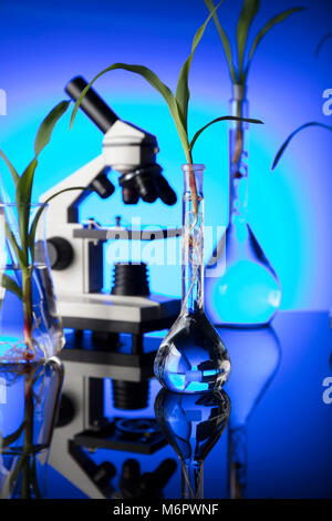 Plants in laboratory. Biotechnolgy concept. Blue background. Stock Photo