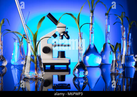 Plants in laboratory. Biotechnolgy concept. Blue background. Stock Photo