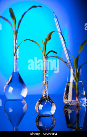 Plants in laboratory. Biotechnolgy concept. Blue background. Stock Photo