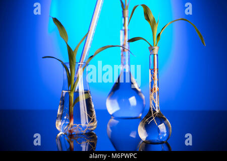 Plants in laboratory. Biotechnolgy concept. Blue background. Stock Photo