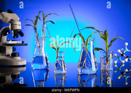 Plants in laboratory. Biotechnolgy concept. Blue background. Stock Photo