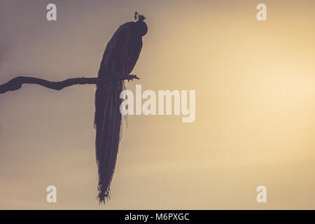 silhouette one peacock bird sitting on a tree branch at the sunset time with copy space. background with nature. Stock Photo