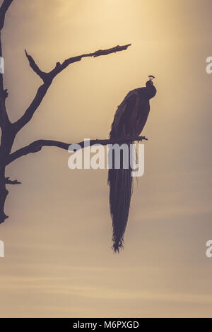 silhouette one peacock bird sitting on a tree branch at the sunset time with copy space. background with nature. Stock Photo