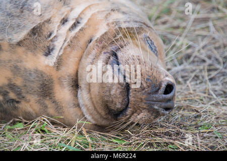 Donna Nook, Lincolnshire, UK – Nov 15: Close up on the contented smile of a grey seal, come ashore for birthing season on 15 Nov 2016 at Donna Nook Se Stock Photo