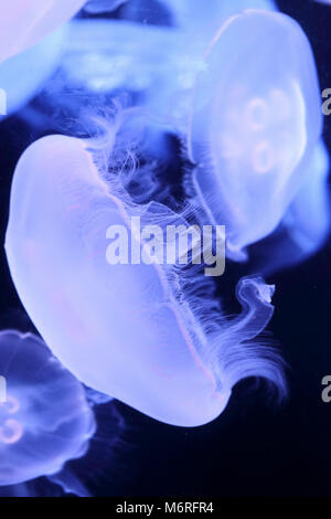 free-swimming jellyfish in an aquarium Stock Photo