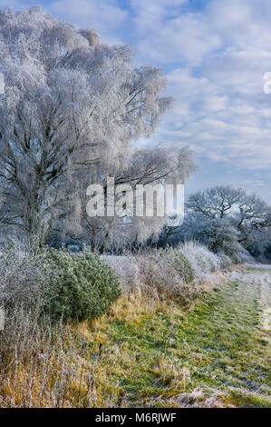 Rime covered trees and hedges on a sunny day. Stock Photo