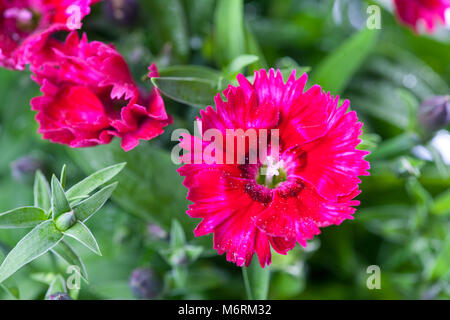 'Telstar' China Pink, Sommarnejlika (Dianthus chinensis) Stock Photo