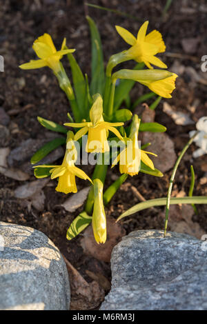 'Tête-à-tête' Dwarf daffodil, Påsklilja (Narcissus pseudonarcissus) Stock Photo