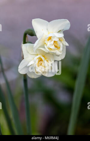 'Cheerfulness' Double Narcissus group, Dubbel påsklilja (Narcissus) Stock Photo