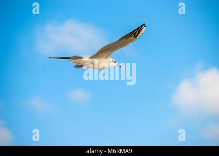 Black-headed gull flying in a blues sky over the Baltic sea in Poland Stock Photo
