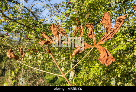 Horse Chestnut leaves, possibly damaged by a leaf miner causing them to be dry, brown and withered while still on a tree in Autumn in the UK. Stock Photo