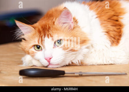 Adult pretty red cat and scissors on table Stock Photo