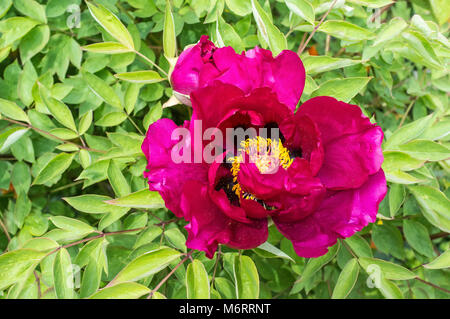 Pink Tree Peony - Paeonia suffruticosa Stock Photo