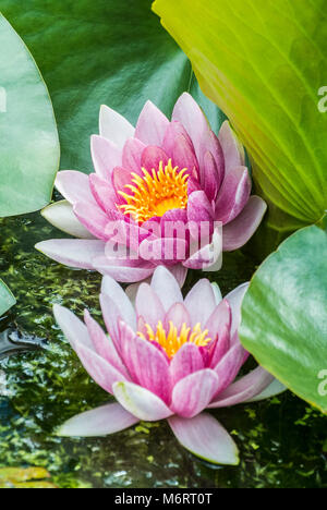 Water Lily 'Charles de Meurville' - Nymphaea Stock Photo