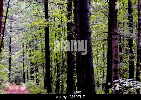 An multi-use trail in the Brasher Falls State Forest stretches through the woods in summer. Stock Photo