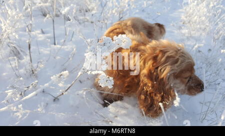 Cocker spaniel standing on frost covered grass. Red Spaniel in frozen grass in winter Stock Photo