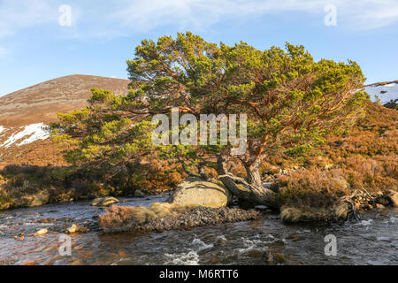 Scots Pine trees (Pinus sylvestris L.) seen at loch Eanaich near Avimore in the Scottish Highlands, Scotland, UK. Stock Photo
