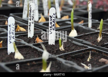 Vigour and Jumbo Elephant garlic. Young garlic plants emerging from modular trays in a greenhouse, UK garden Stock Photo