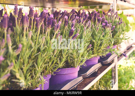 Lavandula stoechas or Spanish lavender being sold in pots at the outdoor flower shop Stock Photo